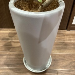 観葉植物の画像