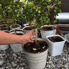 ベンジャミンバロック③の画像