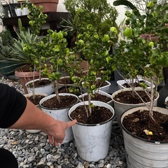 ベンジャミンバロック③の画像