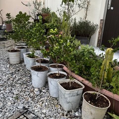 ベンジャミンバロック③の画像