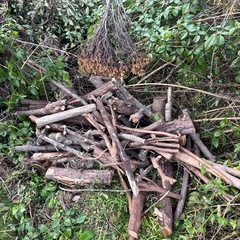 伐採木 薪などにの画像