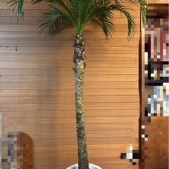 フェニックスロベレニー③の画像