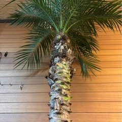 フェニックスロベレニー③の画像