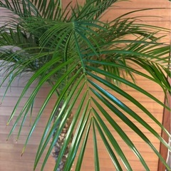 フェニックスロベレニー③の画像