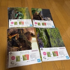 一番くじ　爬虫類&両生類〜Tiny Friends〜　バリエーションクリアファイルの画像