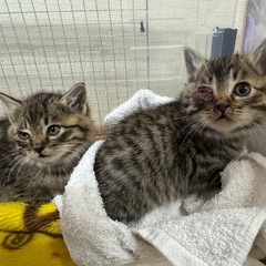生後5週の子猫 2匹 オスメス