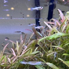 【稚魚】ブルーグラス•レッドグラスグッピーの画像
