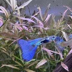 【稚魚】ブルーグラス•レッドグラスグッピーの画像