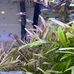 【稚魚】ブルーグラス•レッドグラスグッピーの画像
