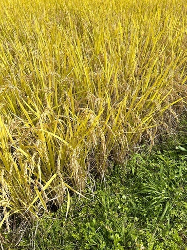 【新米】令和7年　宮城県産　ひとめぼれ　玄米　30kg　米袋入