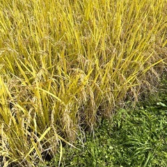 【新米】令和7年　宮城県産　ひとめぼれ　玄米　30kg　米袋入の画像