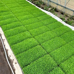 【新米】令和7年　宮城県産　ひとめぼれ　玄米　30kg　米袋入の画像