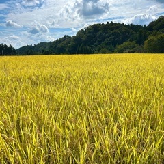 【新米】令和7年　宮城県産　ひとめぼれ　玄米　30kg　米袋入の画像