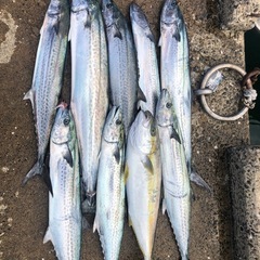 11月13日と14日にサワラとヒラマサ狙いで船出す予定ですが、同...