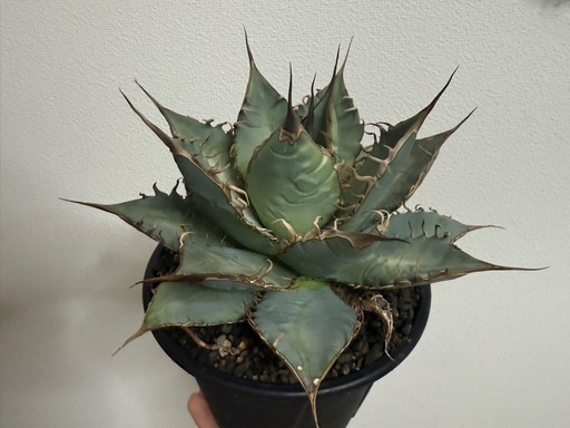 アガベ　オテロイ実生