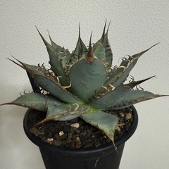 アガベ　オテロイ実生の画像