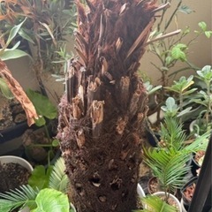 ディクソニア　希少　
観葉植物の画像