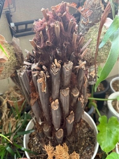 ディクソニア　希少　
観葉植物