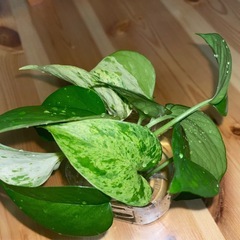 ★観葉植物★ポトス マーブルクイーン★の画像
