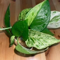 ★観葉植物★ポトス マーブルクイーン★の画像