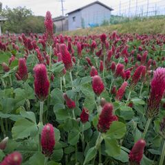 令和7年　奈良県産　ヒノヒカリ　玄米　30kg⑨の画像