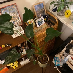 セローム　鉢付きの画像