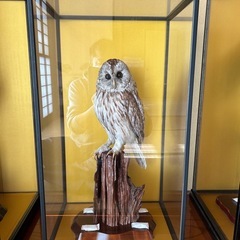 キジ、フクロウなど鳥の剥製4個の画像