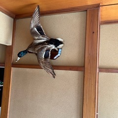 キジ、フクロウなど鳥の剥製4個の画像