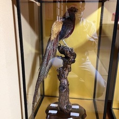 キジ、フクロウなど鳥の剥製4個の画像
