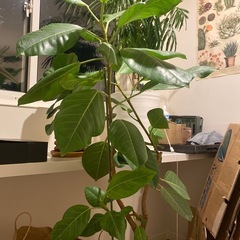 フィカス　アルテシマ　150cm 鉢つきの画像