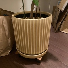 フィカス　アルテシマ　150cm 鉢つきの画像