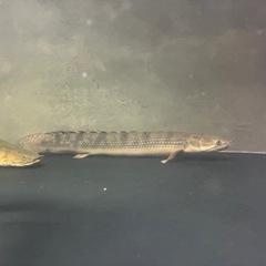 ポリプテルス　ウィークシーの画像