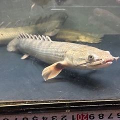 ポリプテルス　ウィークシーの画像