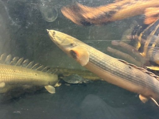 ポリプテルス　ウィークシー