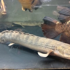 ポリプテルス　ウィークシーの画像