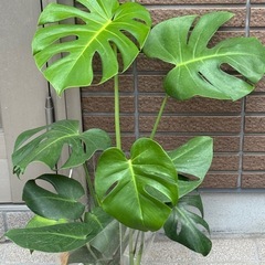 モンステラ大きめの画像