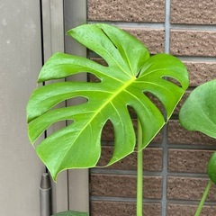 モンステラ大きめの画像