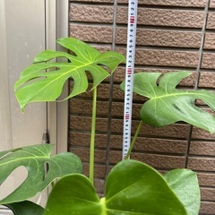 モンステラ大きめの画像