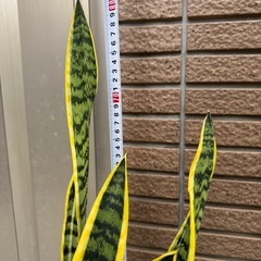サンスベリア大きめ高さ80cmの画像