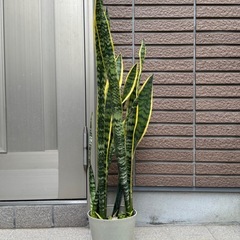 サンスベリア大きめ高さ80cmの画像