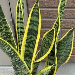 サンスベリア大きめ高さ80cmの画像