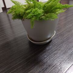 スコッチの画像