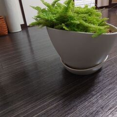 スコッチの画像