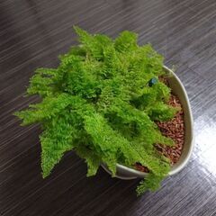 スコッチの画像