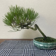 盆栽　赤松　　松柏　観葉植物の画像
