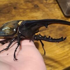 外国産カブクワの幼虫や成虫を安価でお譲り頂けませんか？