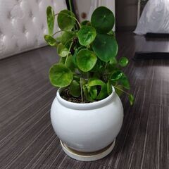 ピレア・ペペロミオイデスの画像