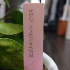 ピレア・ペペロミオイデスの画像