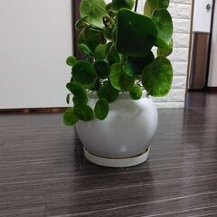 ピレア・ペペロミオイデスの画像