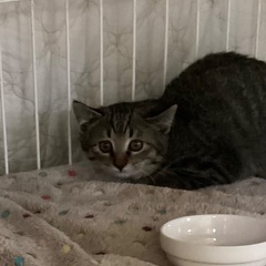 可愛いキジトラちゃん